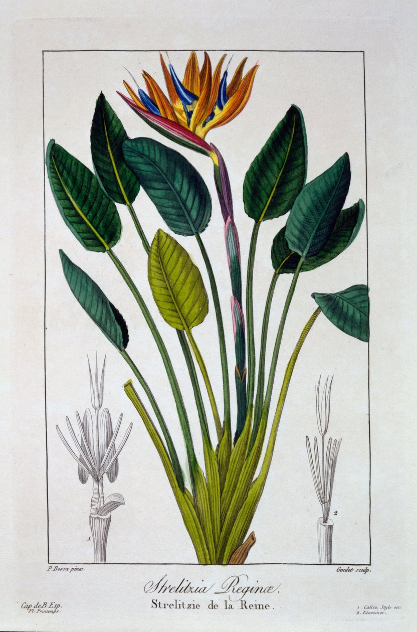 Paradiesvogel oder Kranichblume, veröffentlicht 1836 von Panacre Bessa