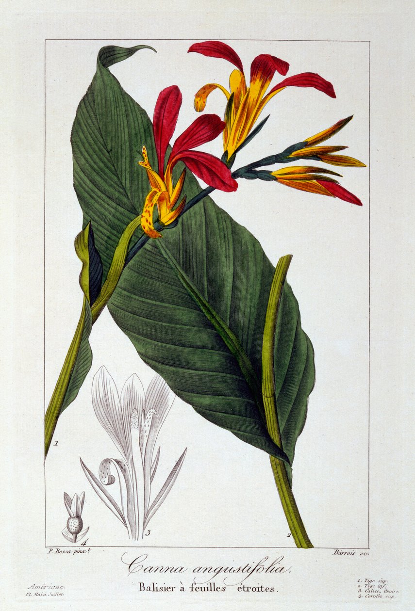 Canna oder Indisches Blumenrohr, veröffentlicht 1836 von Panacre Bessa