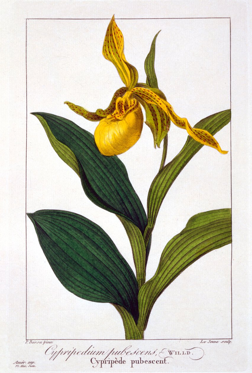 Cypripedium, veröffentlicht 1836 von Panacre Bessa