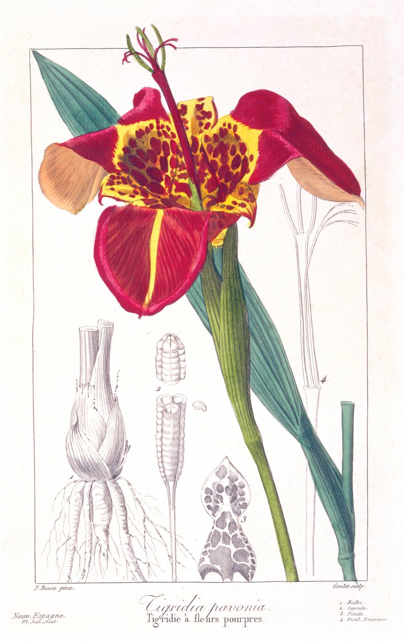 Tigerblume oder Pfauenblume, veröffentlicht 1836 von Panacre Bessa