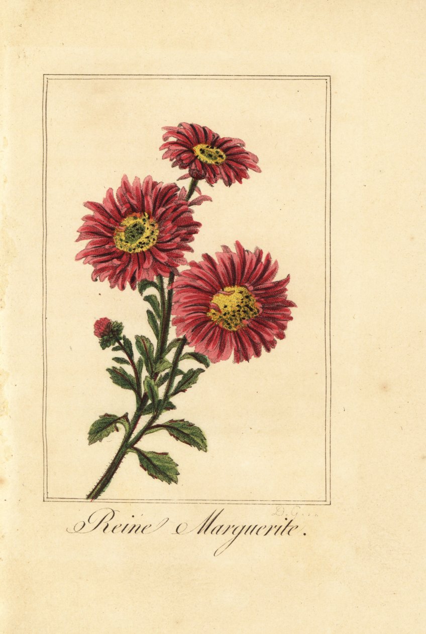 China-Aster, Callistephus chinensis von Pancrace (after) Bessa