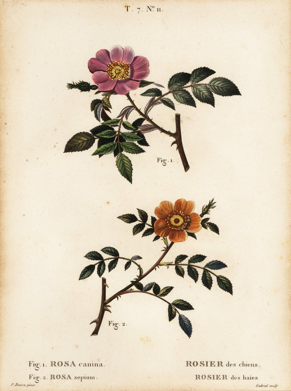 Hundsrose, Rosa canina, Rosier des chiens 1, und Kleinblättrige Süßbriar, Rosa sepium, Rosa agrestis, Rosier des haies 2 von Pancrace (after) Bessa