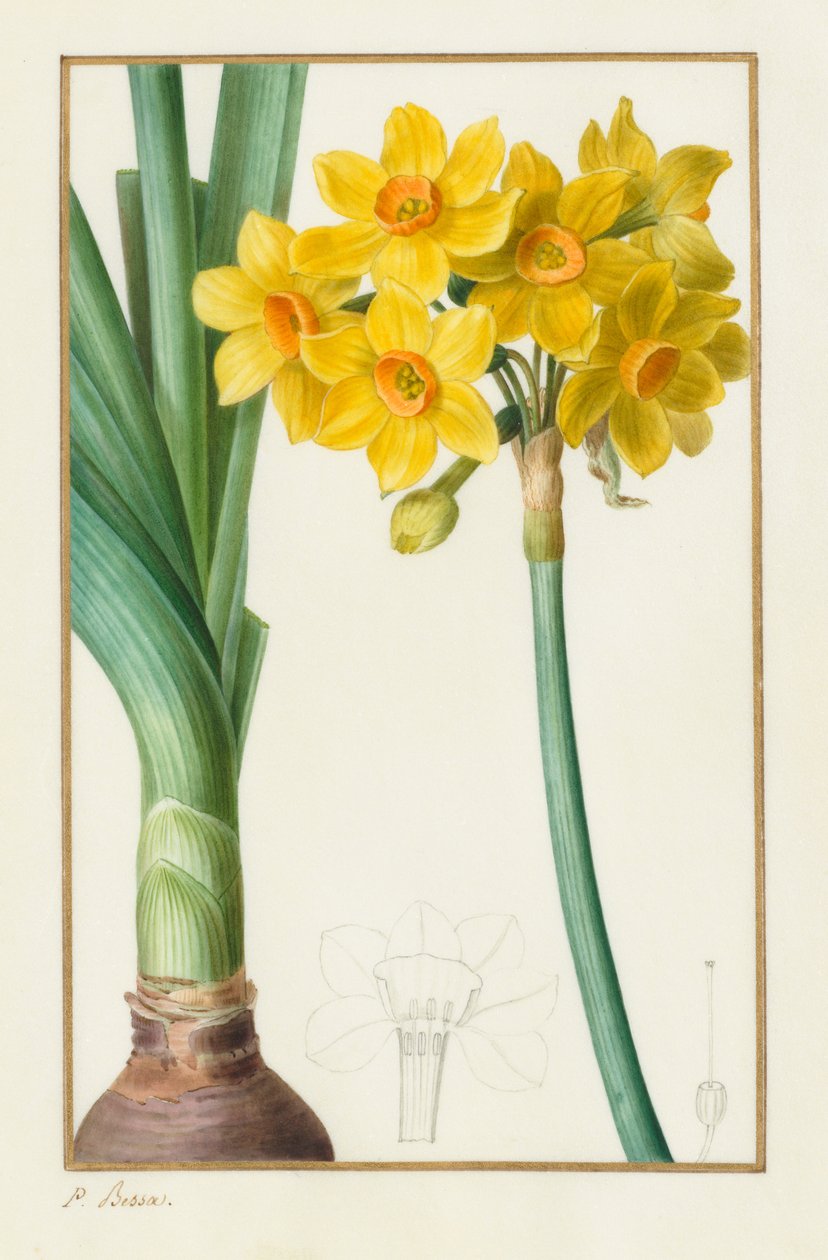 Polyanthus oder Cluster-Narzisse Botanisch: Narcissus tazetta von Pancrace Bessa
