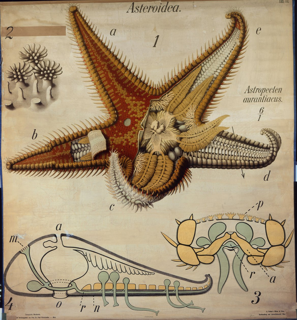 Astropecten, Nr. 11, Pfurtscheller