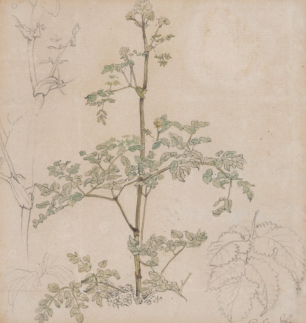 Studie des Wiesenkerbels von Paul Sandby