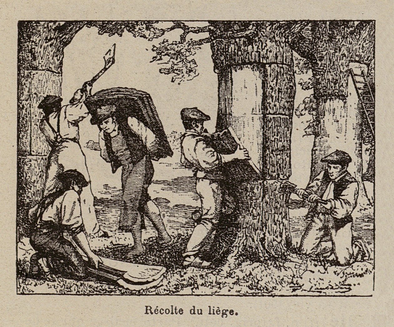 Korkernte von Paul de Laubadere