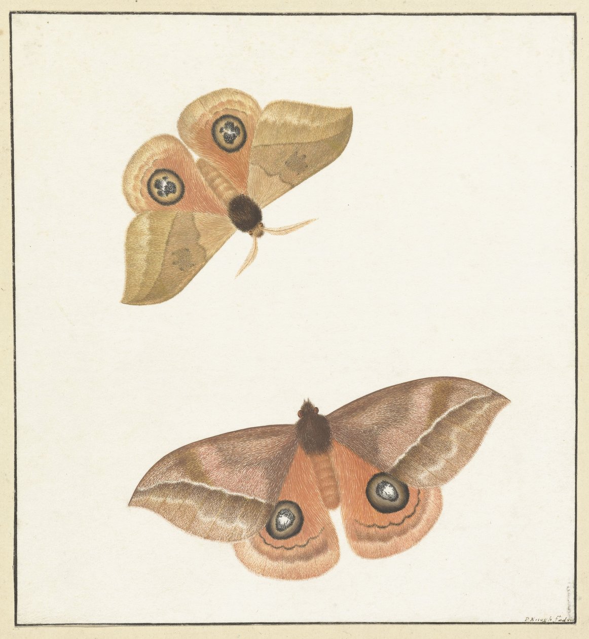 Zwei Schmetterlinge von Paulus Knogh