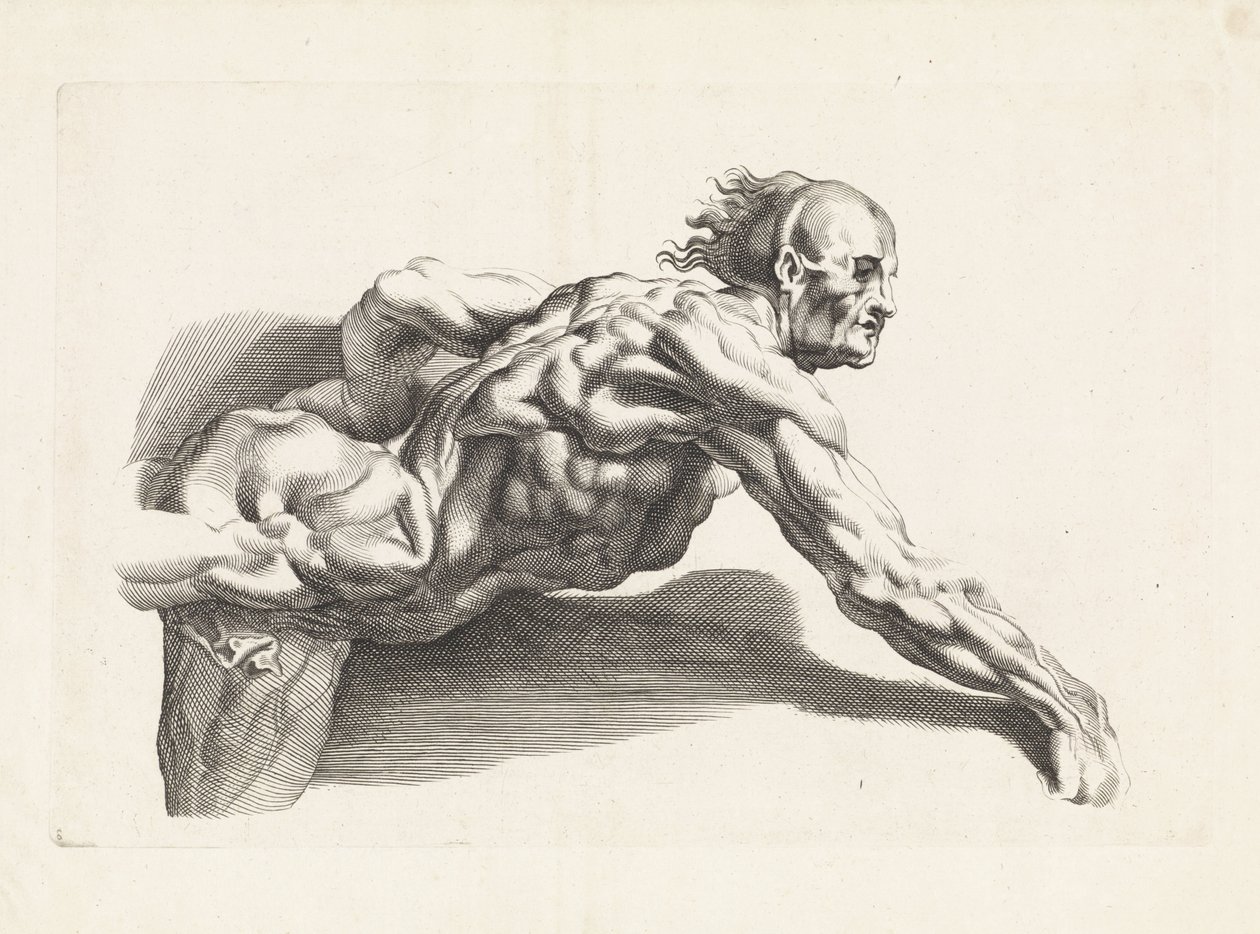 Anatomische Studie eines sich vorbeugenden Mannes von Paulus Pontius