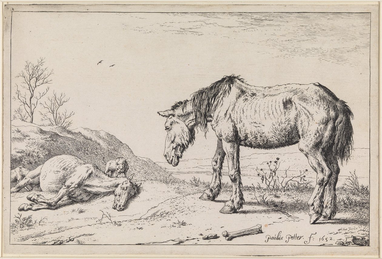 Abgelebte Pferde von Paulus Potter