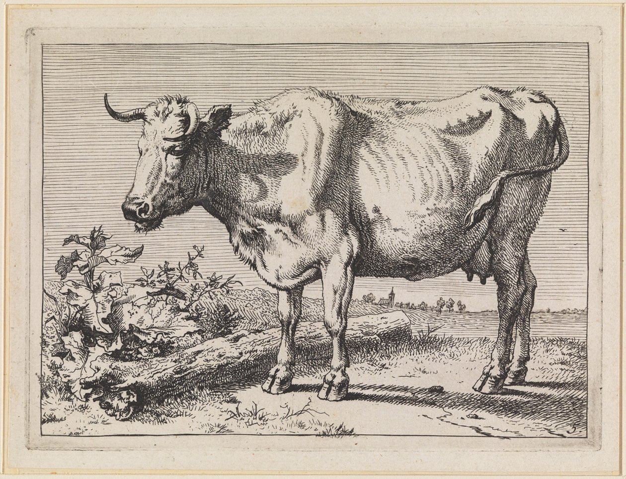 Kuh mit gedrehtem Horn von Paulus Potter