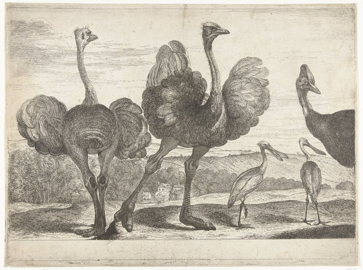 Strauße, Kasuar und Löffler von Peeter Boel (attributed to)