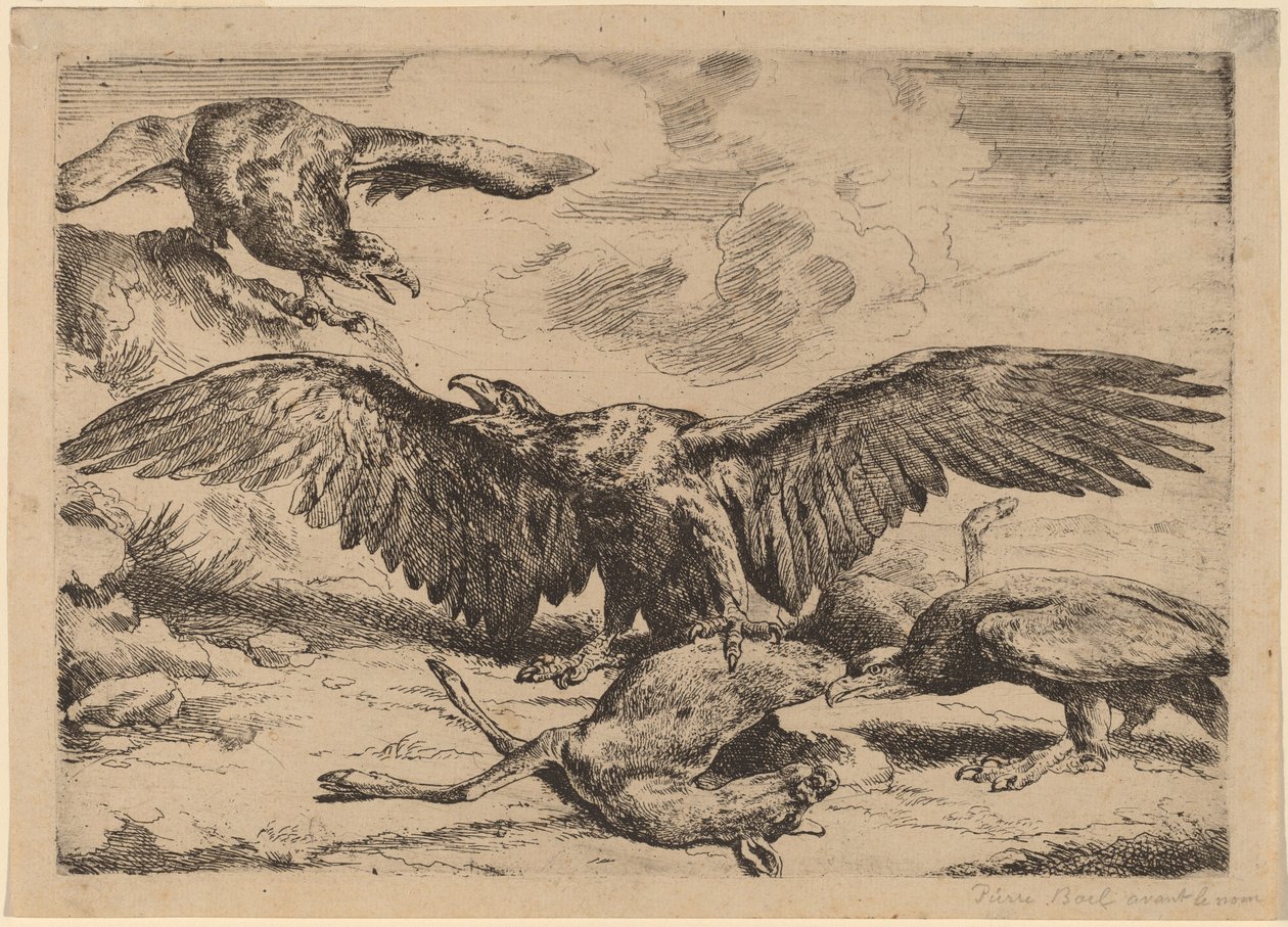 Adler von Peeter Boel