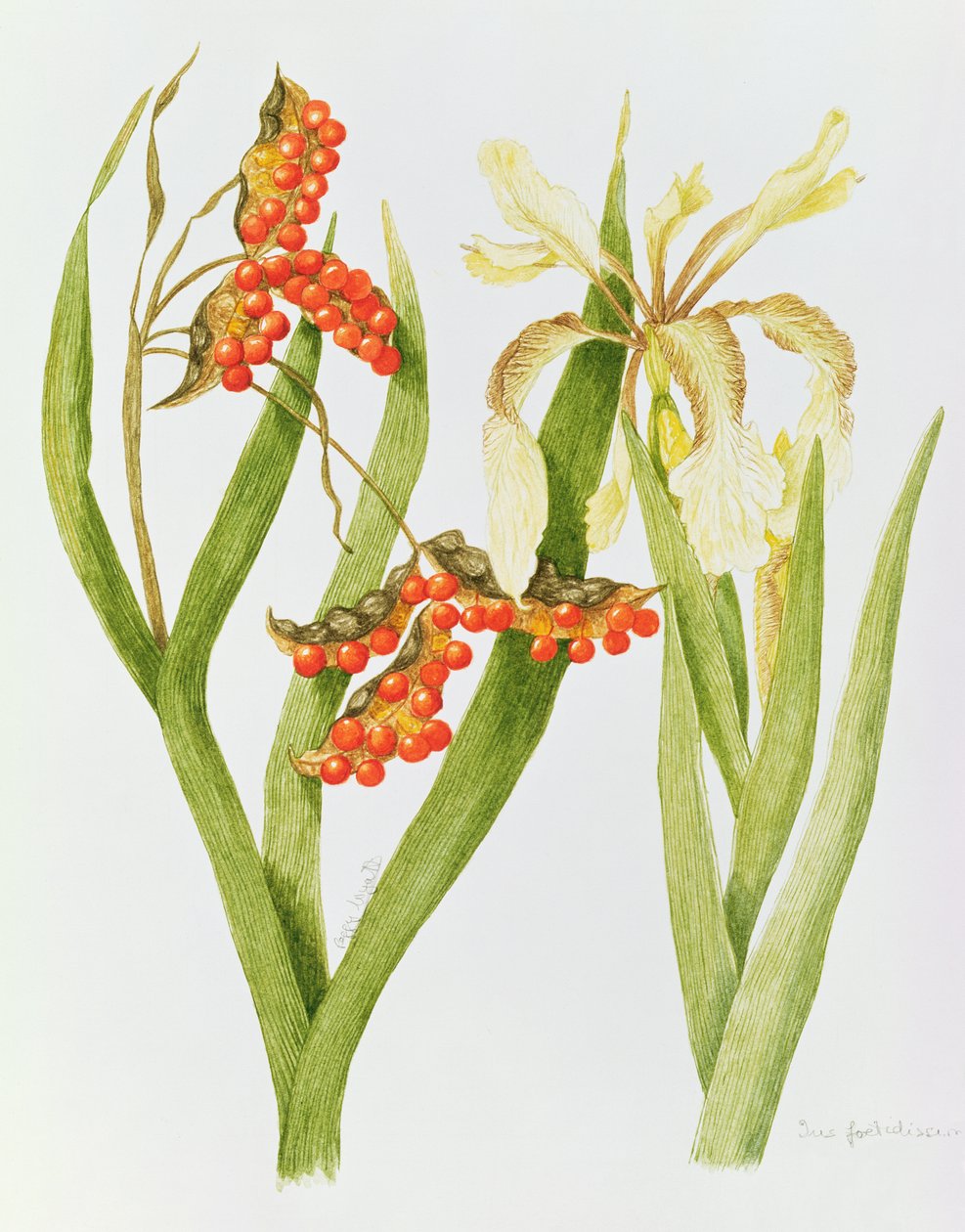 Iris Foetidissima von Peggy Wyatt