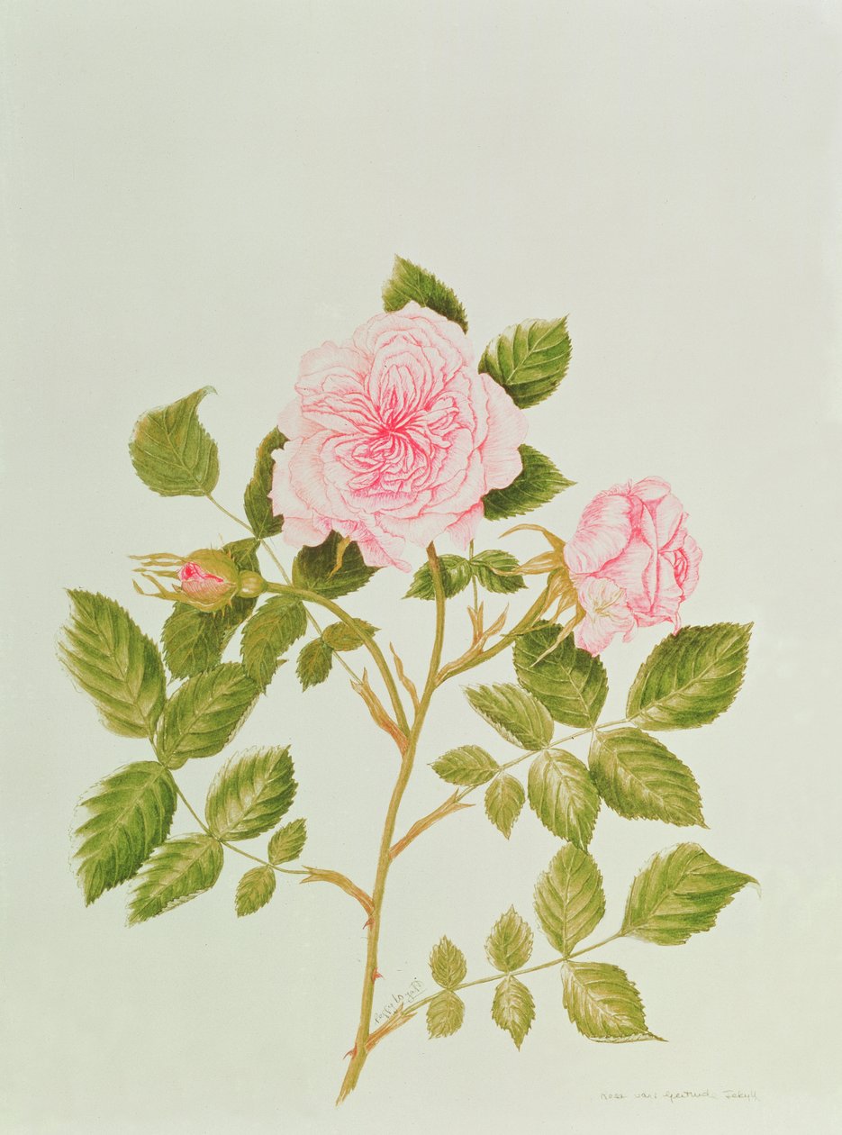 Rosa var: Gertrude Jekyll von Peggy Wyatt