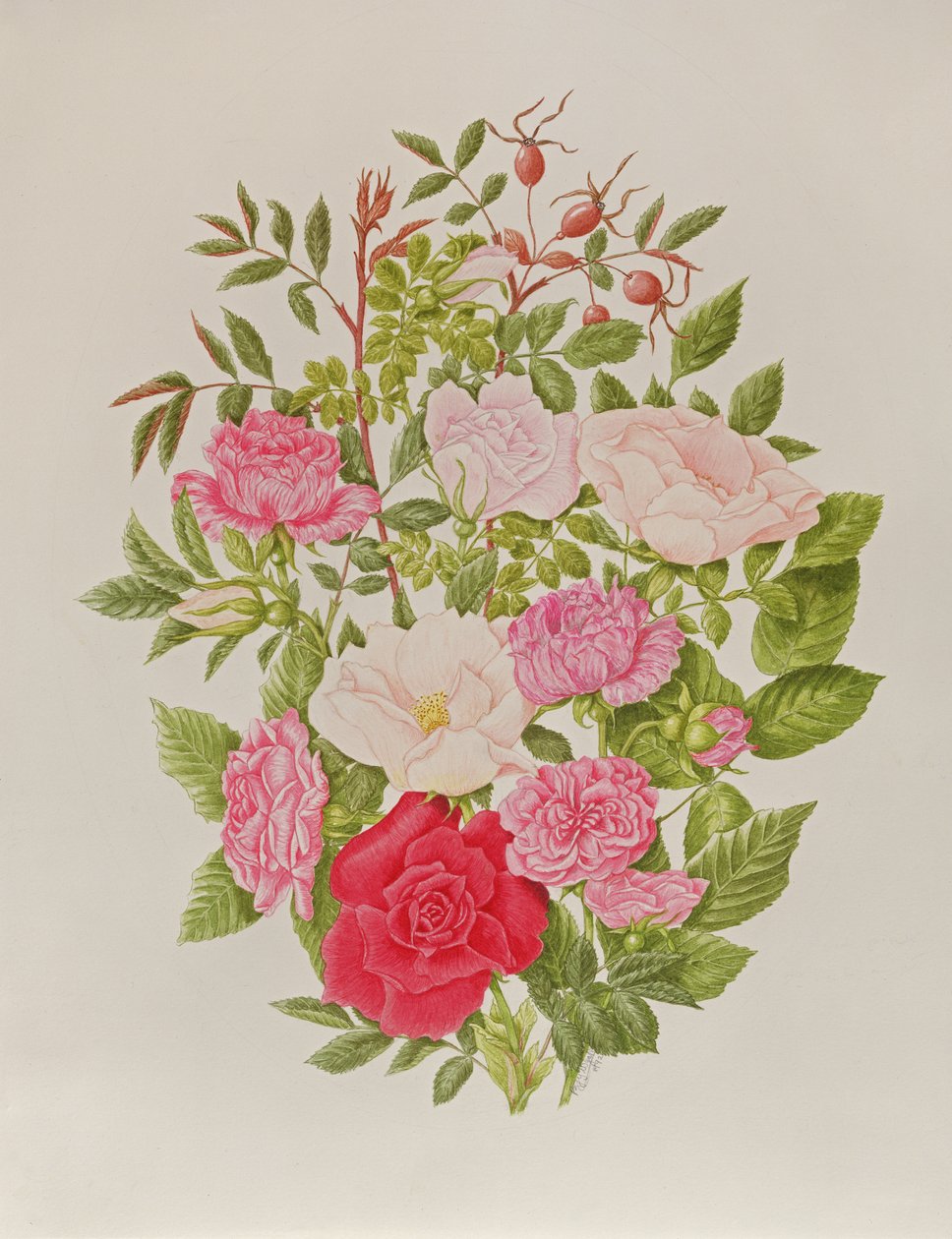 Verschiedene rosa Rosen von Peggy Wyatt