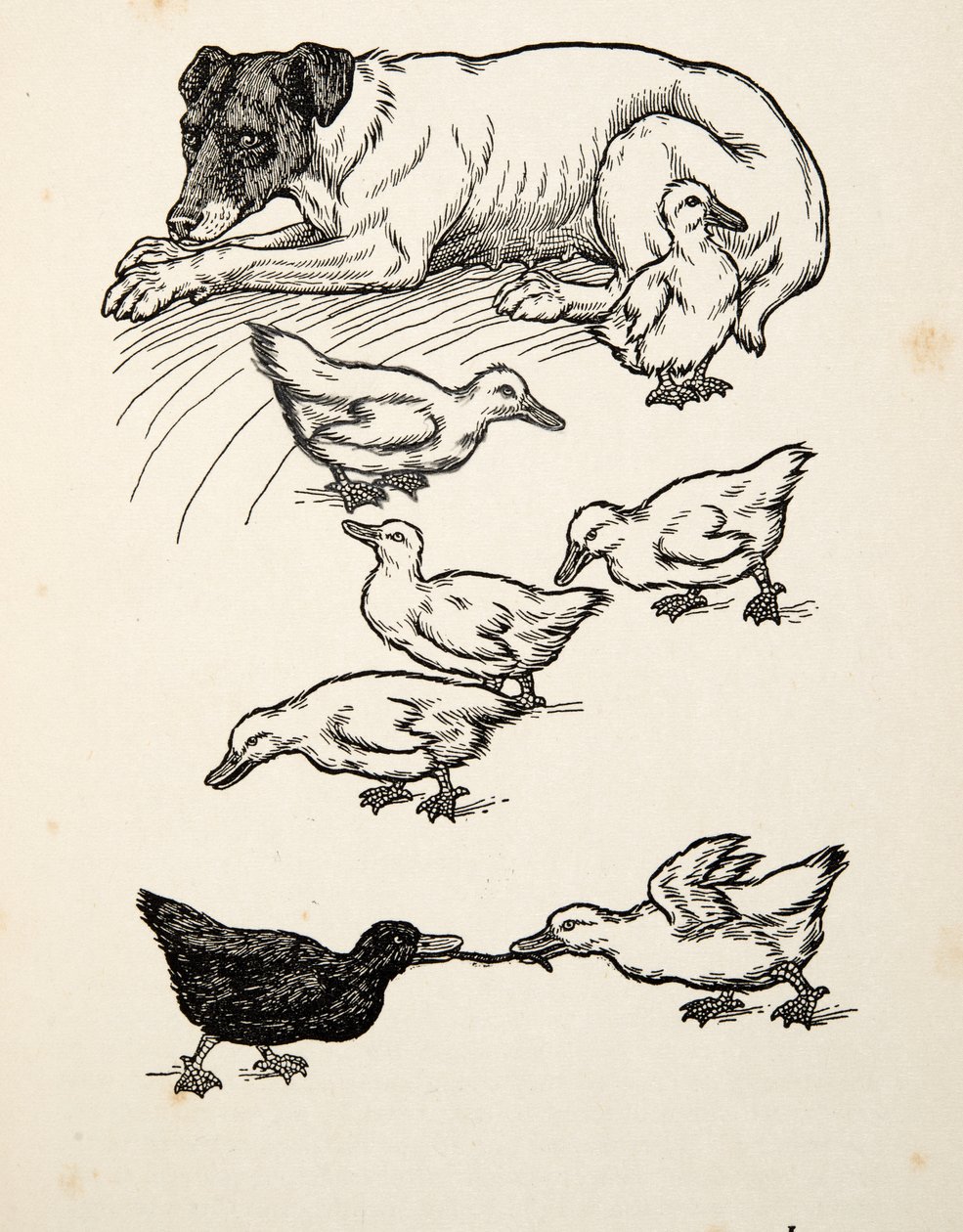 Eine ungewöhnliche Amme, aus Hundert Anekdoten über Tiere, veröffentlicht 1924 von Percy J. Billingshurst