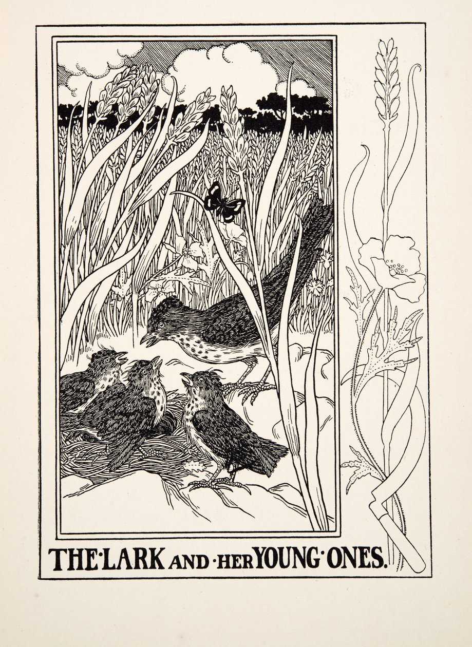 Die Lerche und ihre Jungen, aus Hundert Fabeln von Äsop, veröffentlicht 1903 (Gravur) von Percy J. Billingshurst