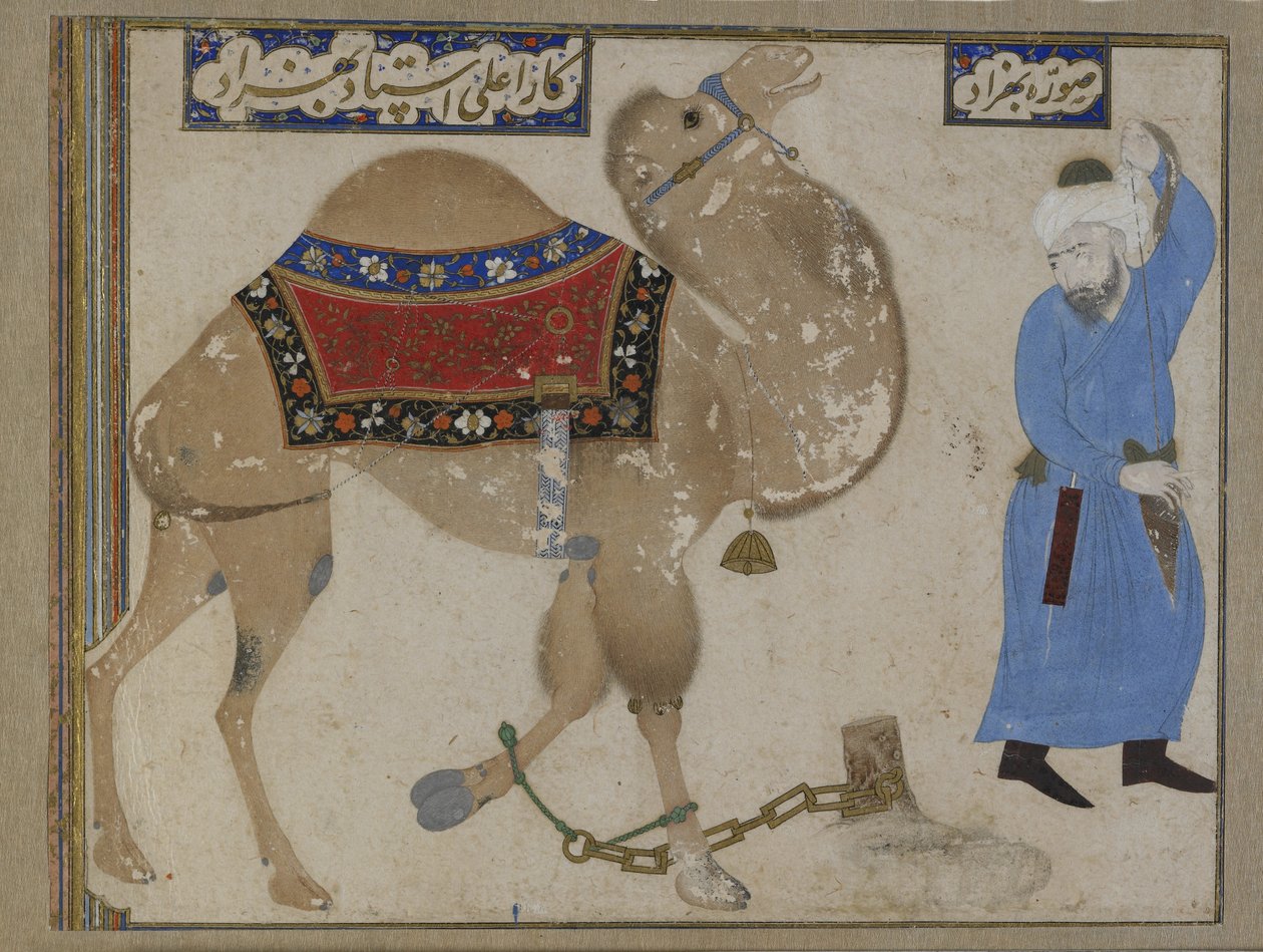 Gefesseltes Kamel und Wärter, Safawiden-Periode von Persian School
