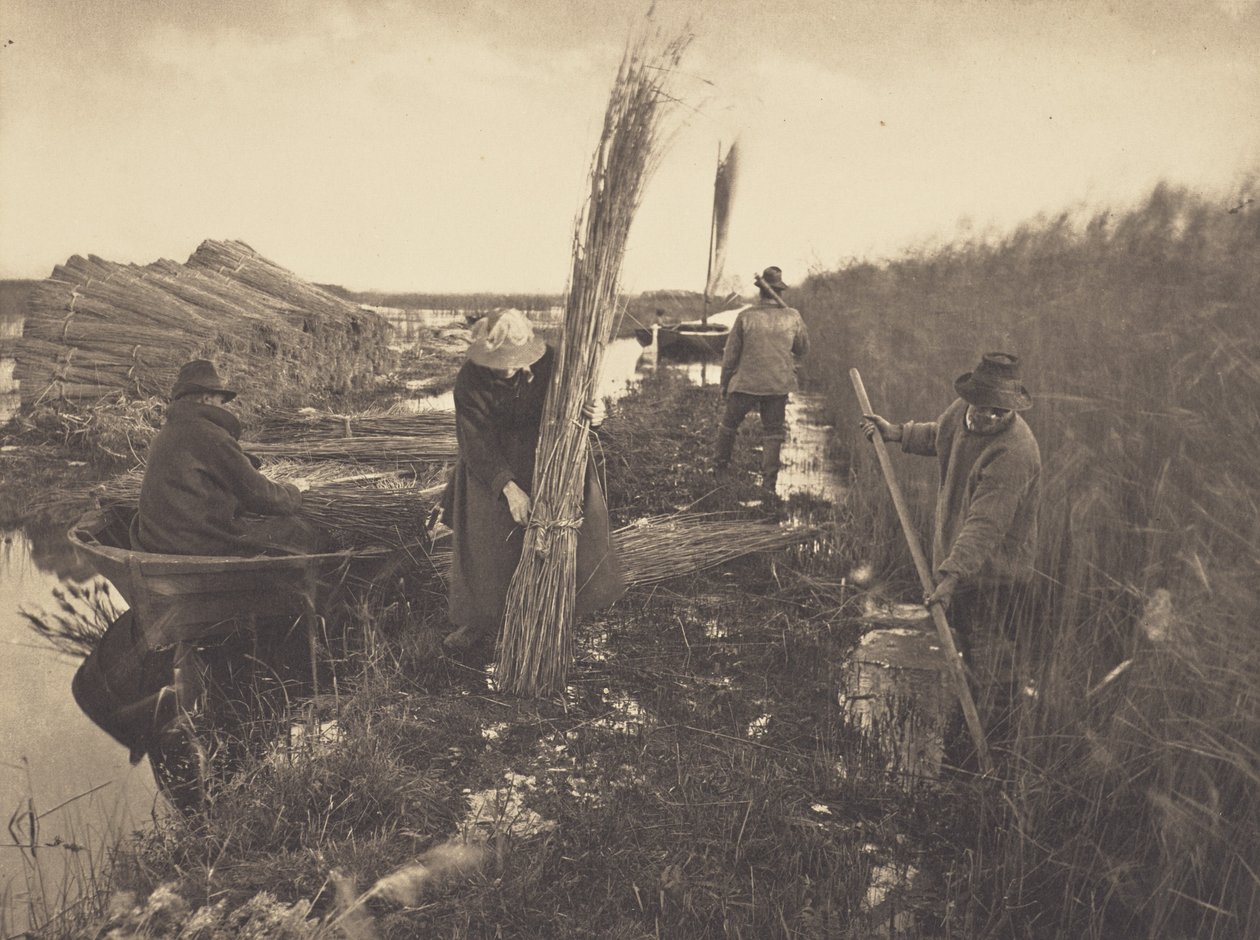 Während der Schilfernte von Peter Henry Emerson