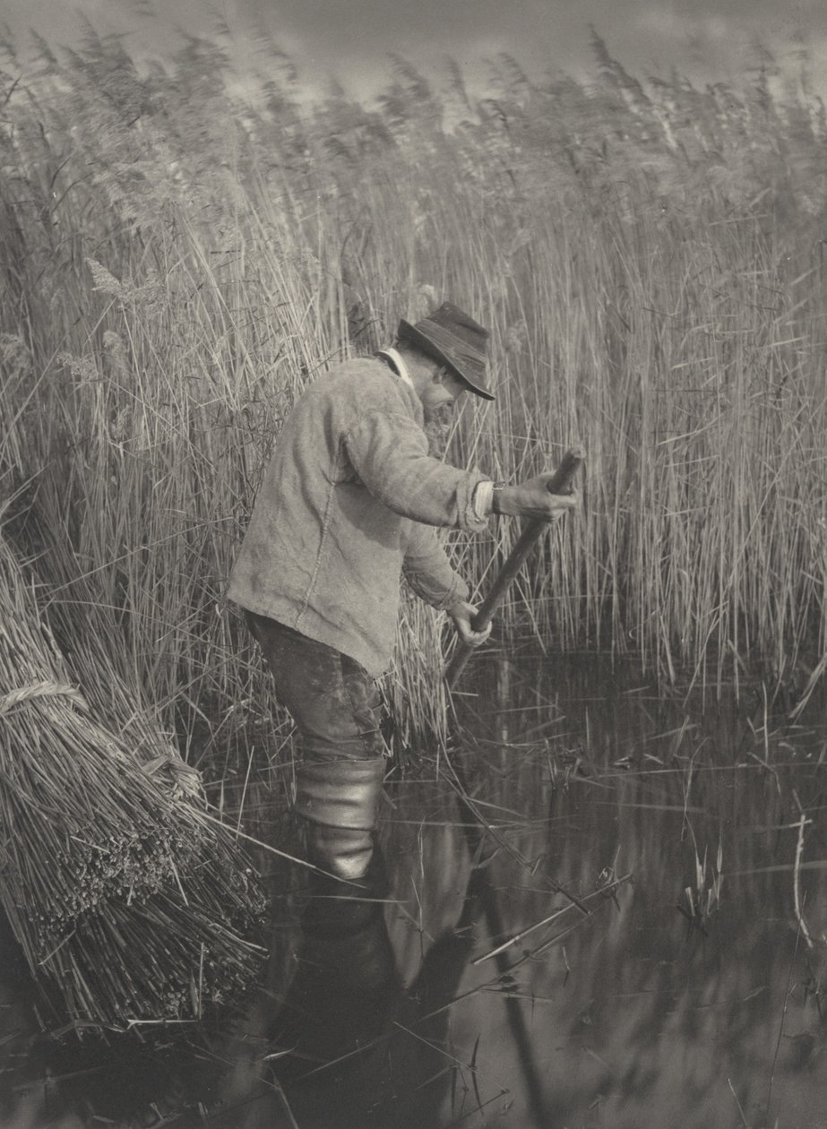 Ein Schilfschneider bei der Arbeit von Peter Henry Emerson and T.F. Goodall