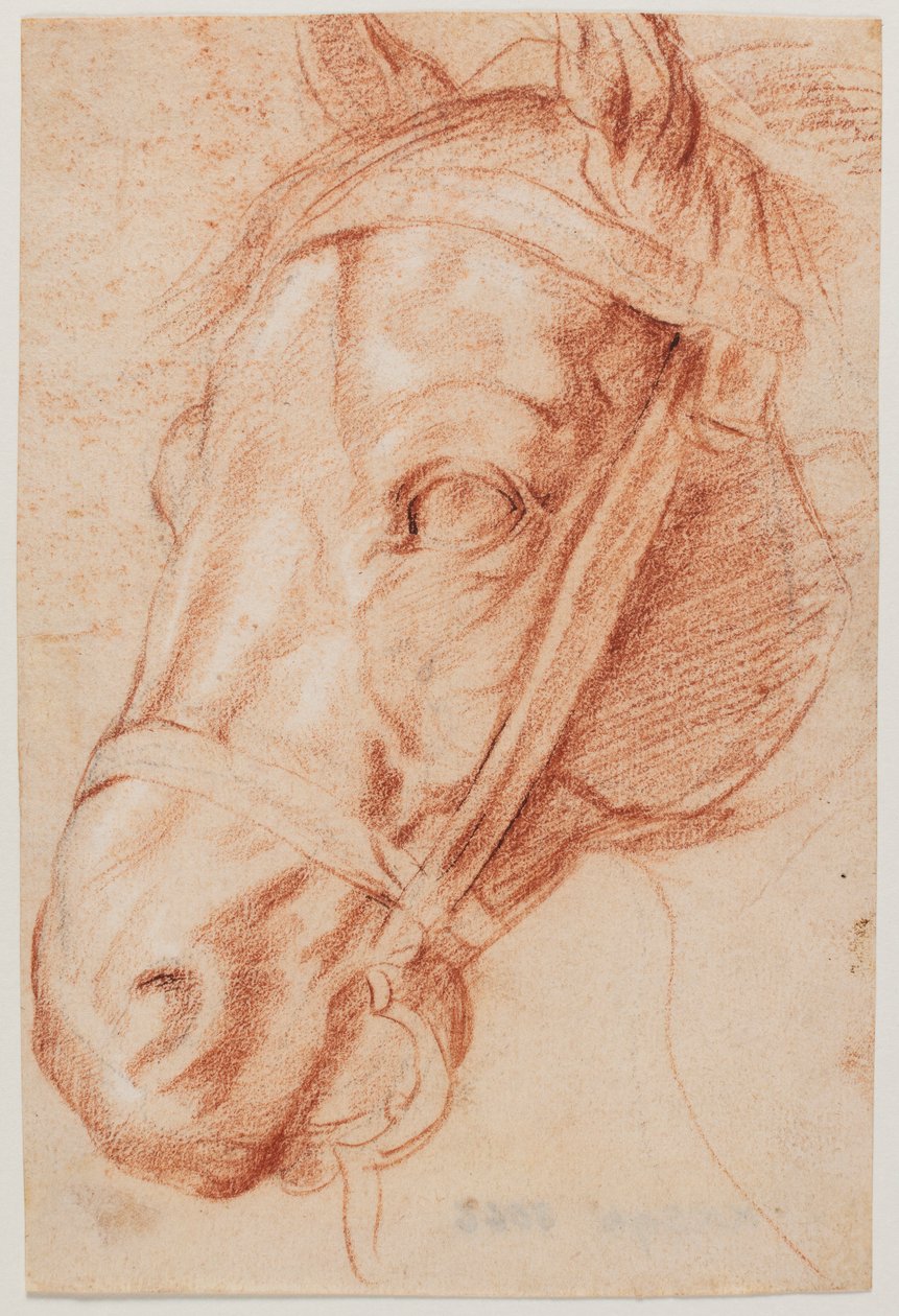 Pferdekopf von Peter Paul Rubens