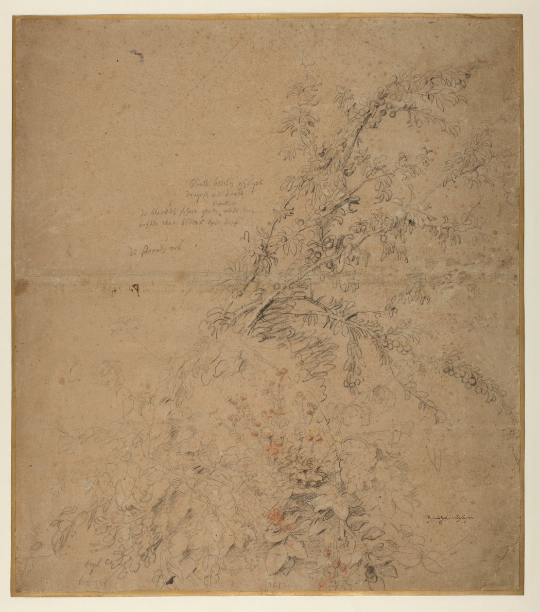 Studie von Schwarzdorn mit Brombeere und anderen Pflanzen von Peter Paul Rubens