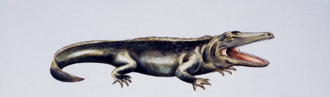 Cyclotosaurus sp, Mastodonsauridae, Spättrias, Kunstwerk von Peter Ross von Peter Ross