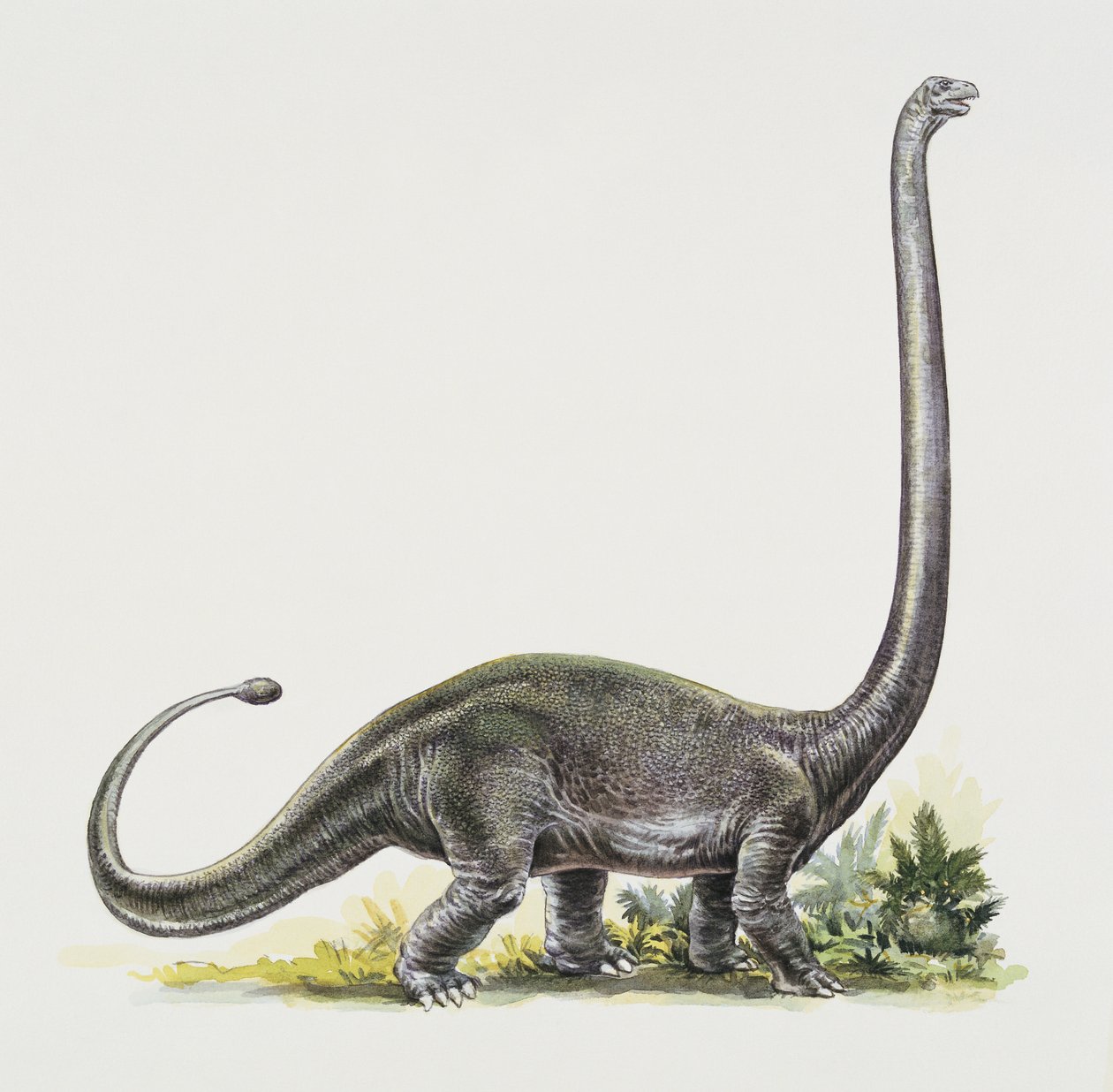 Seitenansicht eines Omeisaurus von Peter Ross