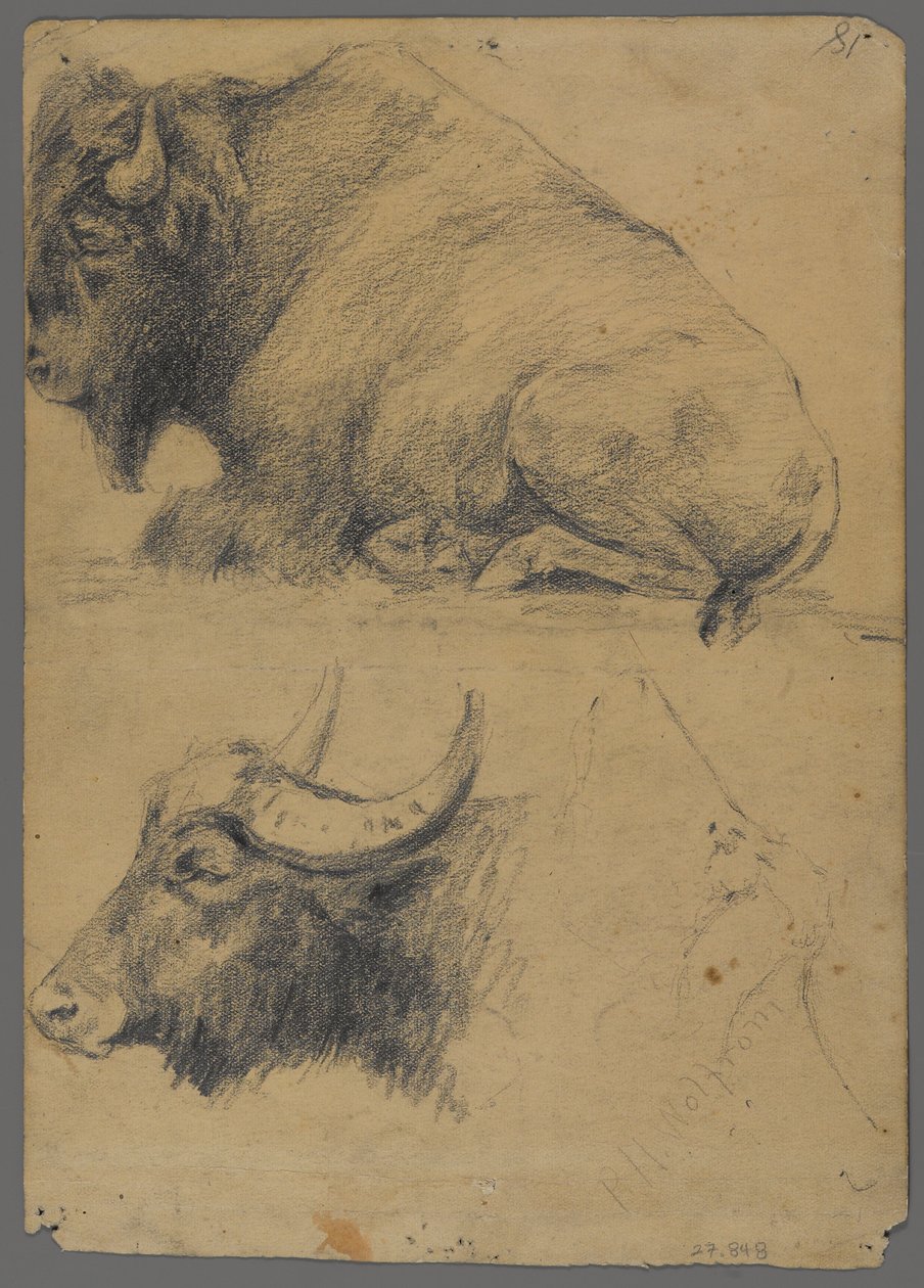 Bison und Kopf eines Wasserbüffels von Philip H. Wolfrom