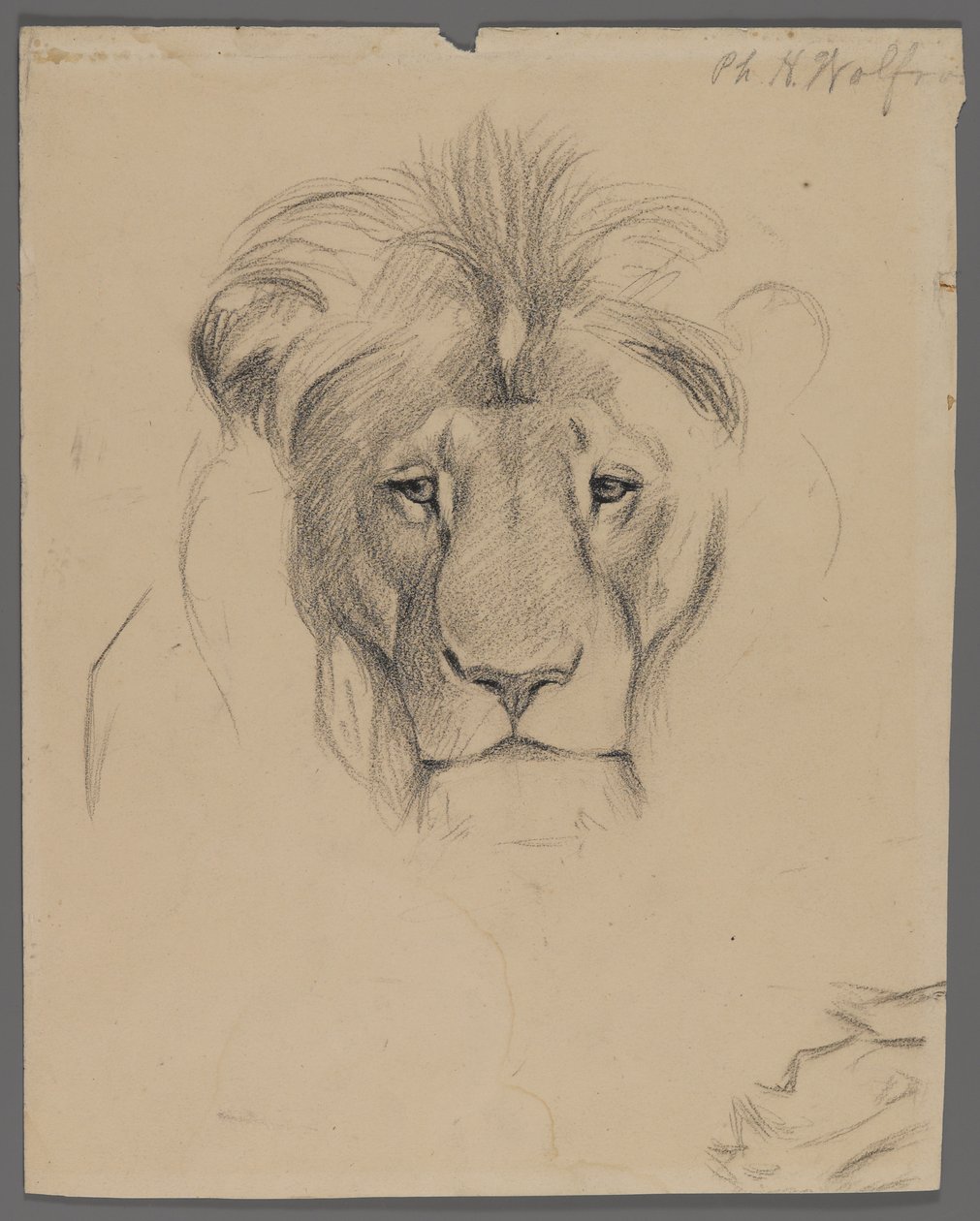 Kopf eines Löwen von Philip H. Wolfrom