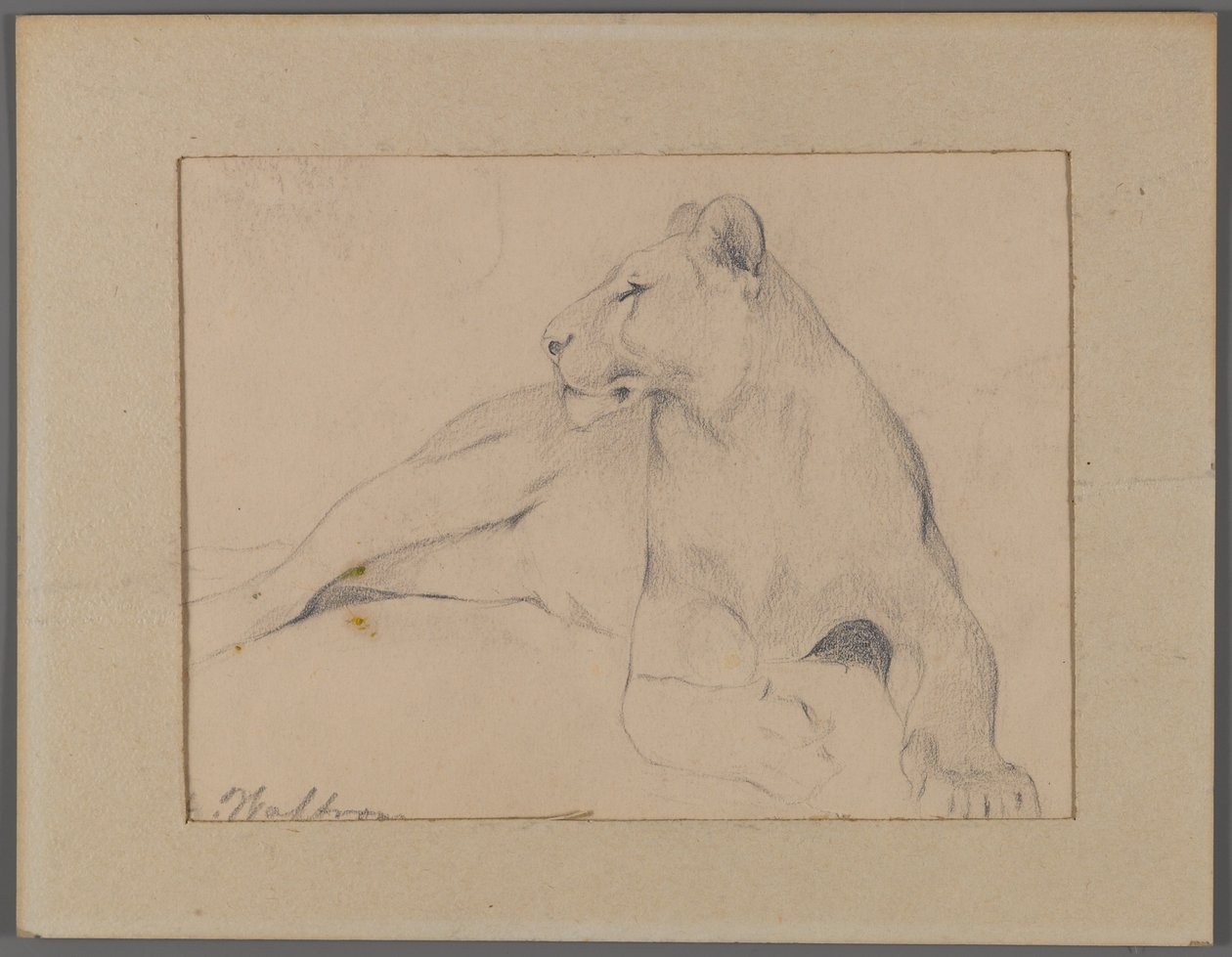 Sitzende Löwin von Philip H. Wolfrom
