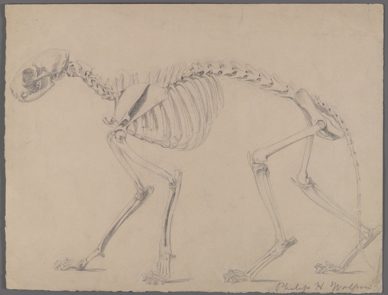 Skelett einer Katze von Philip H. Wolfrom