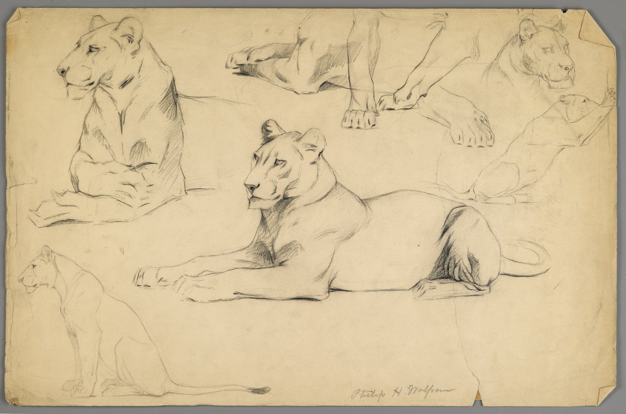 Studien einer Löwin von Philip H. Wolfrom