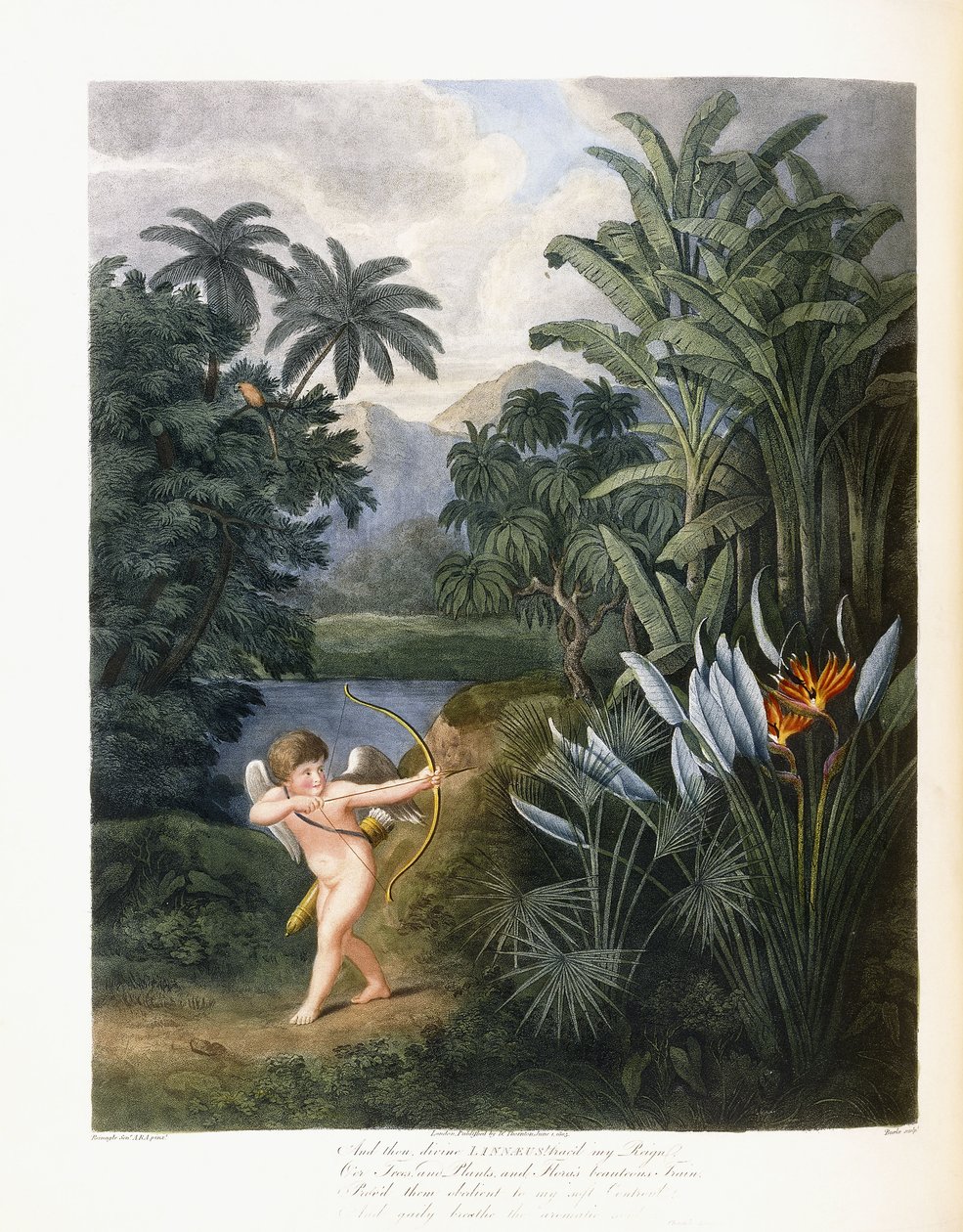 Und dann göttlicher Linné, ca. 1796-1807 von Philip Reinagle