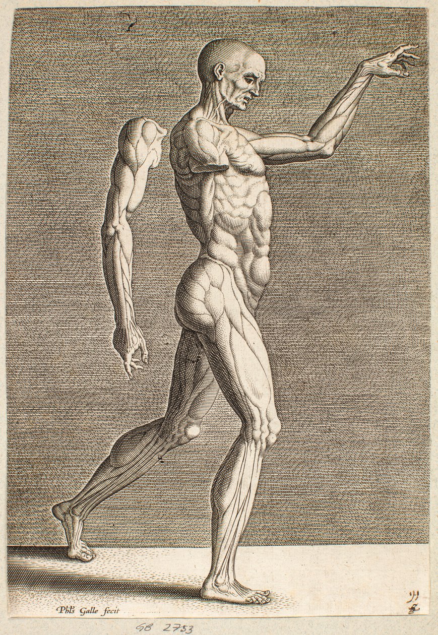 Studie einer menschlichen Figur mit freigelegten Sehnen und Muskeln, nach rechts gewandt von Philips Galle