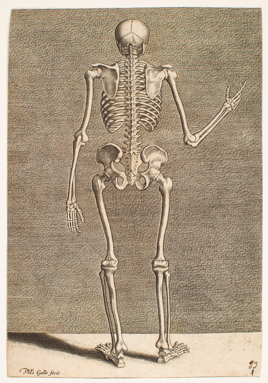 Studie eines Skeletts, von hinten gesehen von Philips Galle