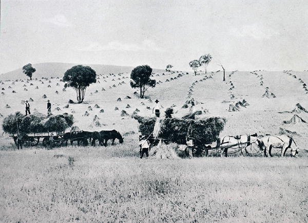 Ernte, New South Wales, ca. 1900, aus 