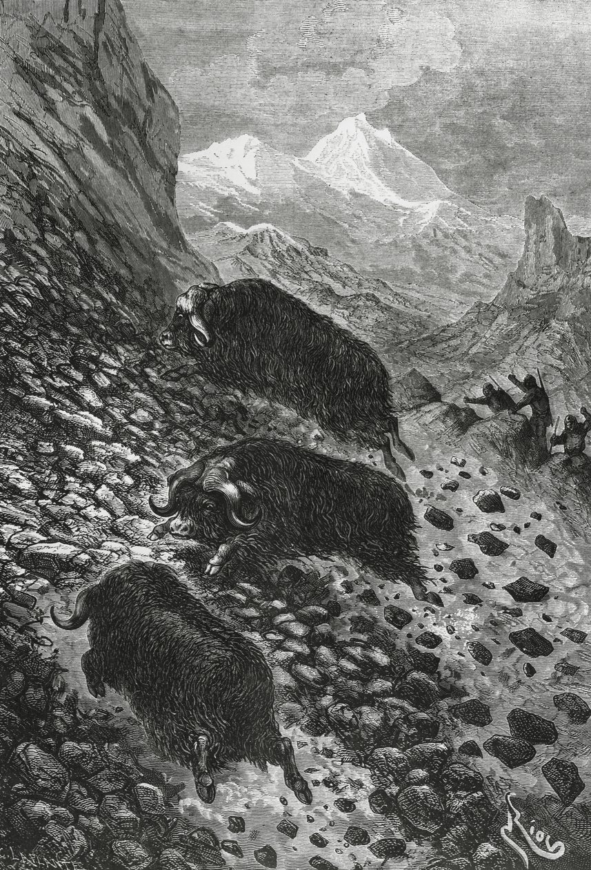 Moschusochsen, Holzschnitt von Edouard Riou (1833-1900) von Blaise Nicolas Le Sueur