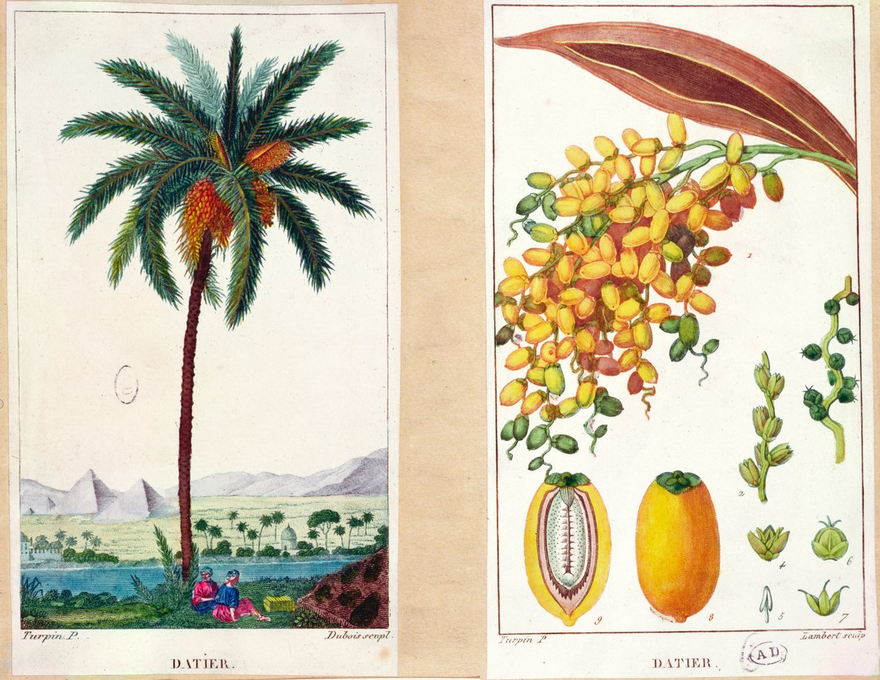 Dattelbaum und Frucht, frühes neunzehntes Jahrhundert von Pierre Jean Francois Turpin