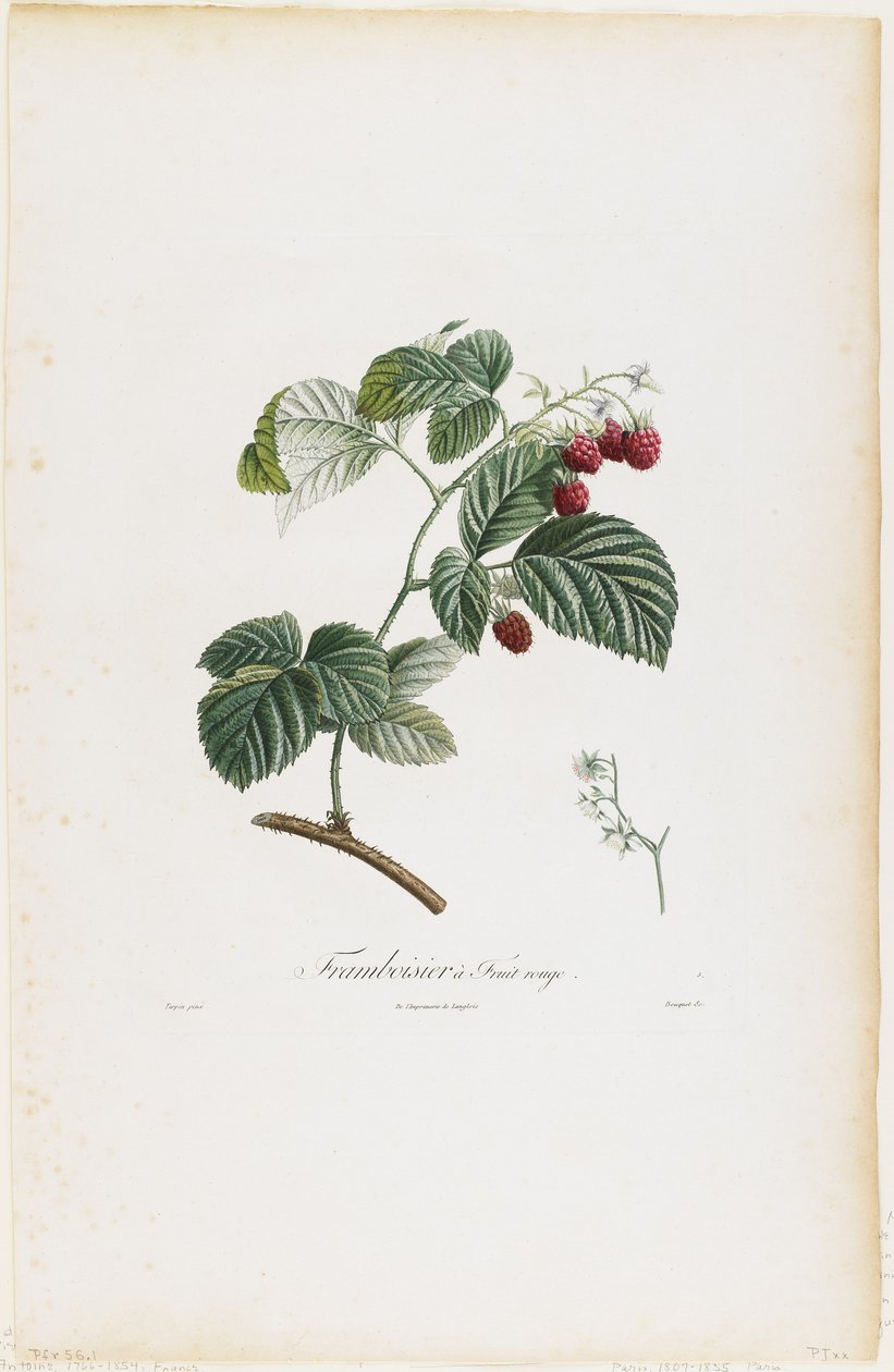 Framboisier a Fruit rouge (Himbeeren), aus Traite des Arbres Fruitiers, 1807-35 von Pierre Jean Francois Turpin