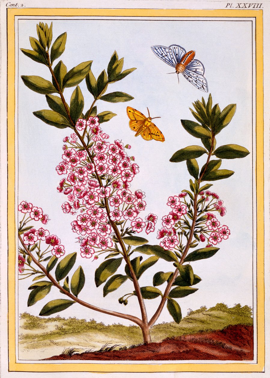 Schaflorbeer (Kalmia augustifolia), um 1766 von Pierre Joseph Buchoz