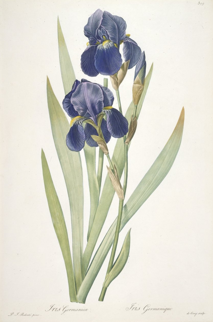 Iris germanica (Bart-Iris), 1812 von Pierre Joseph Redouté