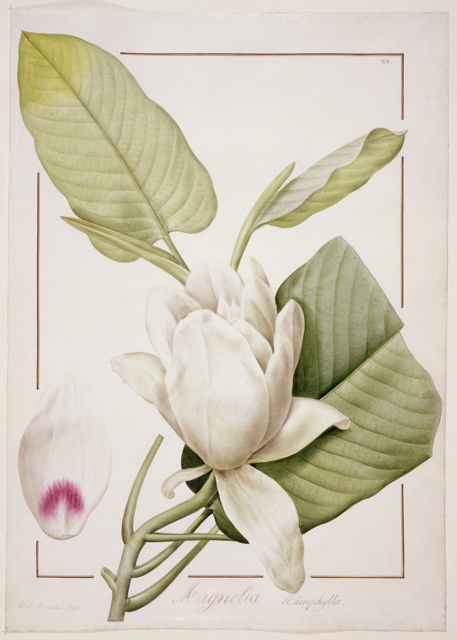 Magnolia macrophylla, 1811 von Pierre-Joseph Redouté