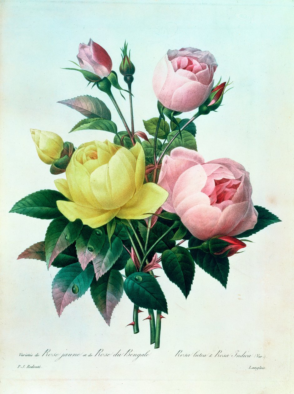 Rosa Lutea und Rosa Indica, aus 'Les Choix des Plus Belles Fleurs', 1827