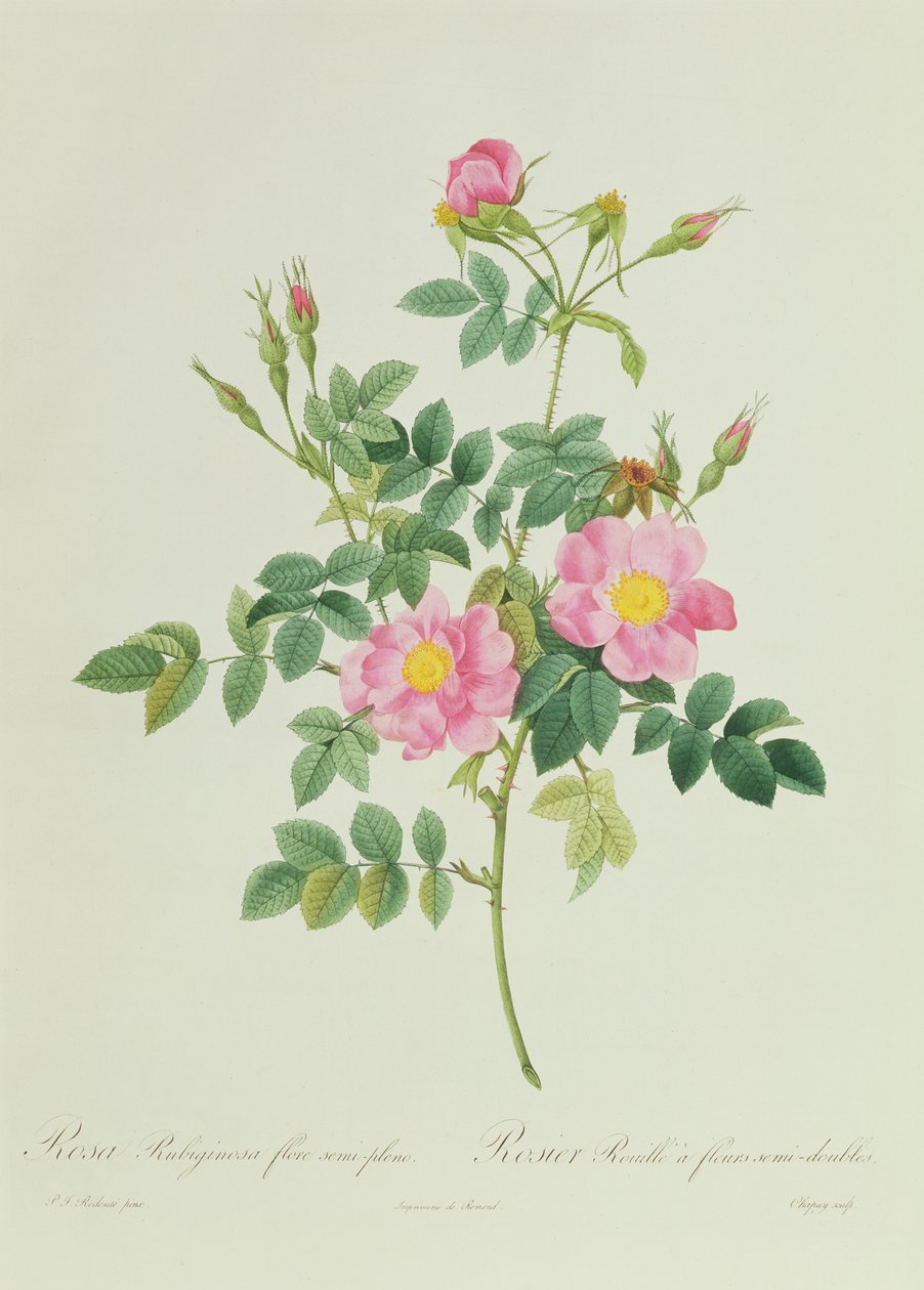 Rosa Rubiginosa Flore Semi-Pleno von Pierre Joseph Redouté