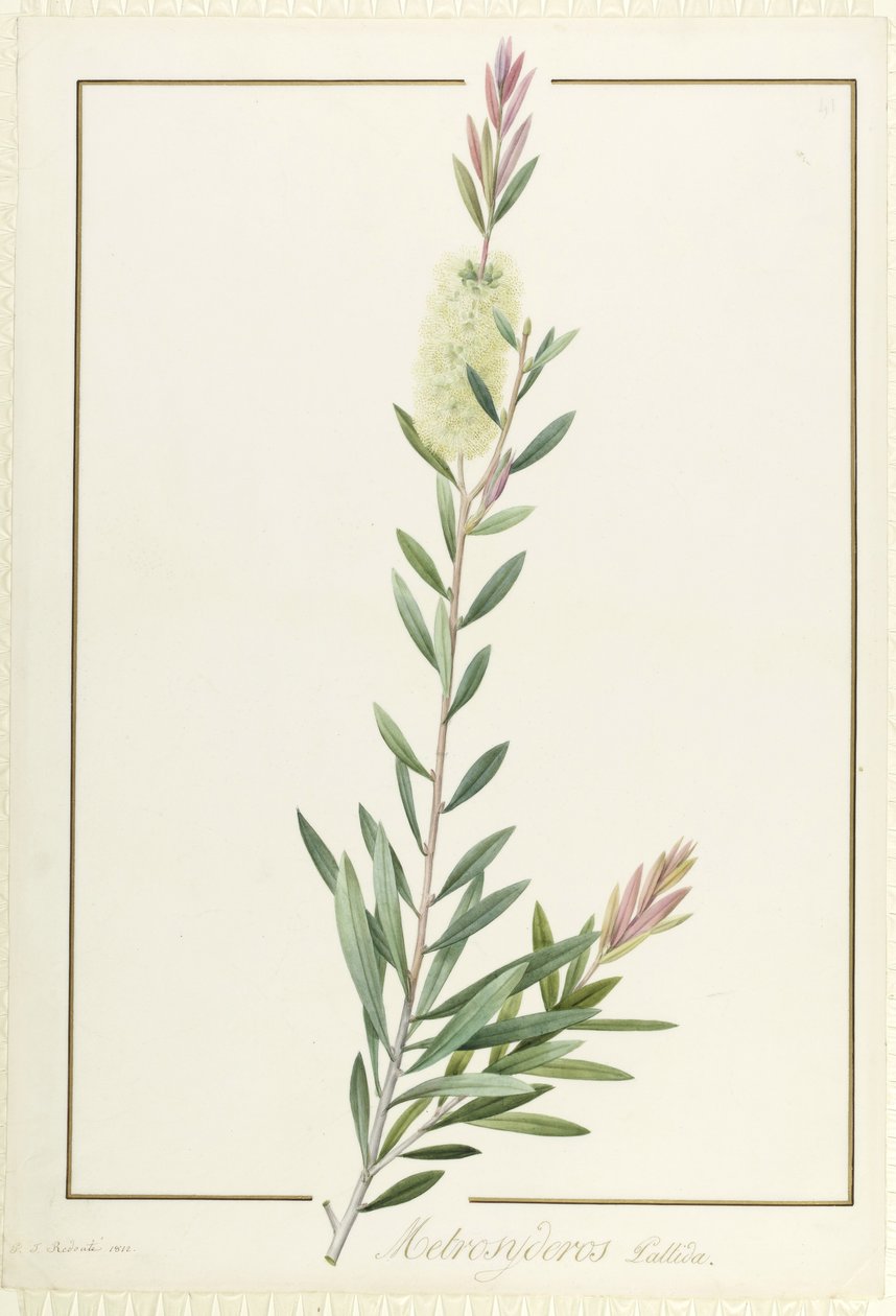 Metrosyderos Pallida, 1812 von Pierre Joseph Redouté