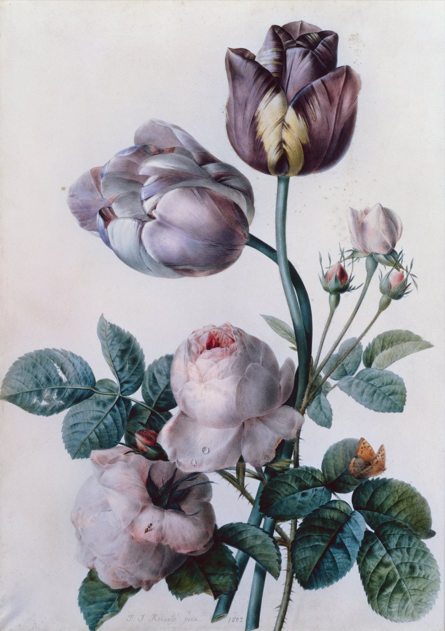 Eine Kohlrose, zwei Tulpen, ein Kleiner Fuchs, Gelbe Wiese von Pierre Joseph Redouté