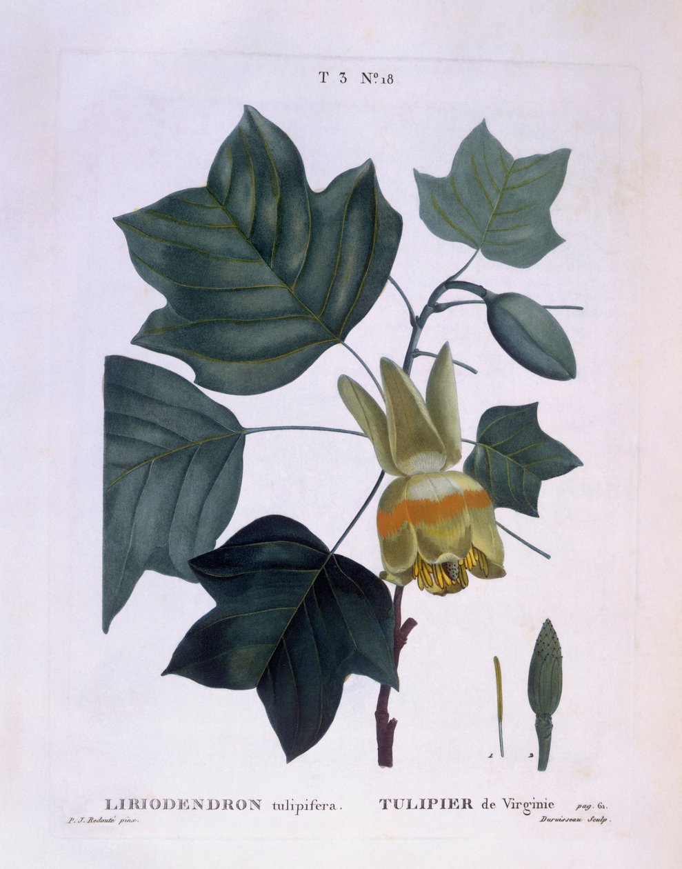 Amerikanischer Tulpenbaum, botanische Tafel von Pierre Joseph Redouté von Pierre Joseph Redouté