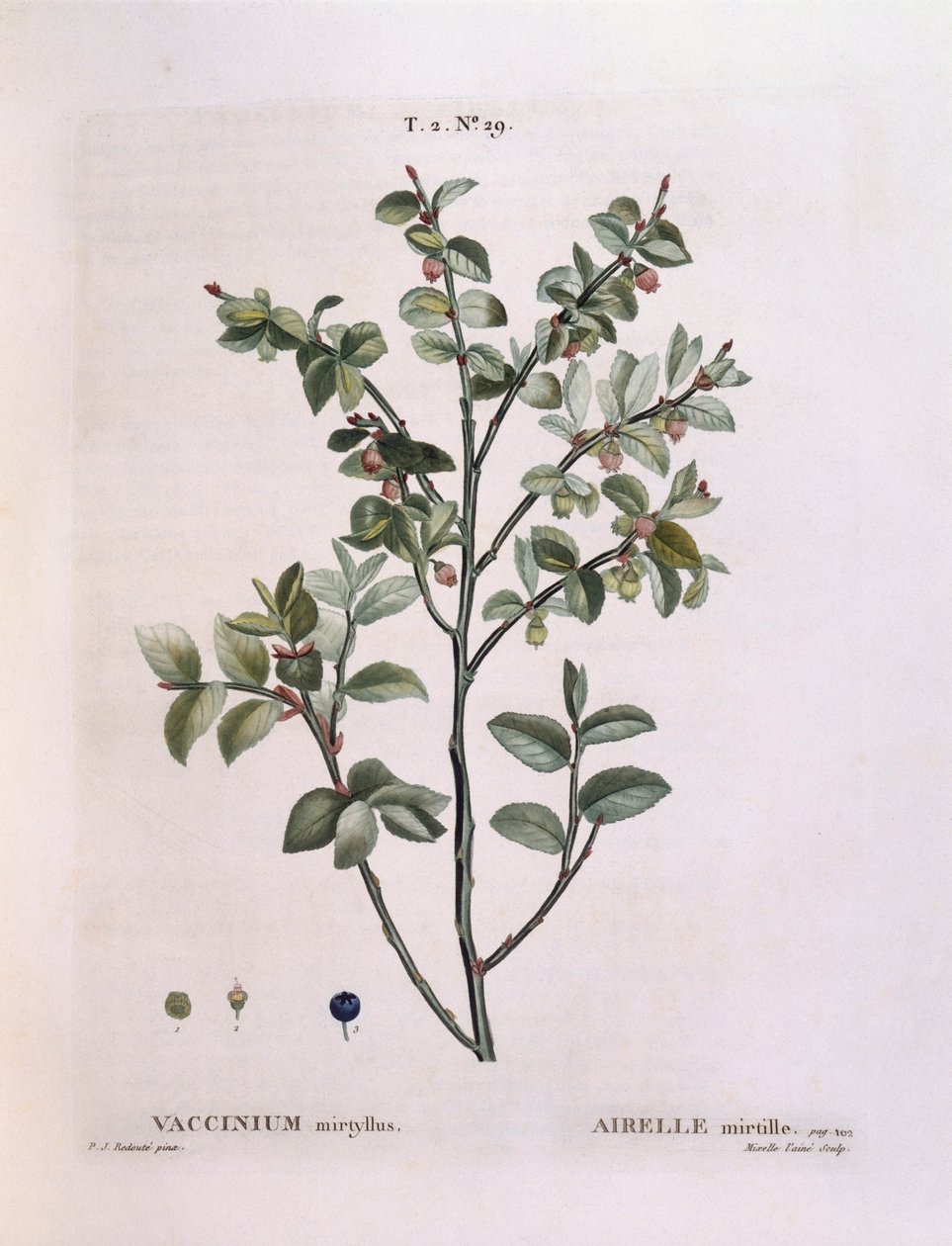 Heidelbeere (Vaccinium myrtillus), botanische Tafel von Pierre Joseph Redouté von Pierre Joseph Redouté