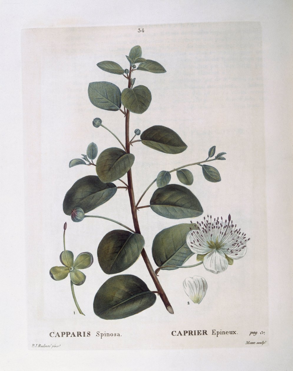Kapernstrauch, botanische Tafel von Pierre Joseph Redouté von Pierre Joseph Redouté